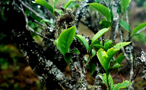 土壤分析儀分析土壤助力農(nóng)業(yè)科學管理