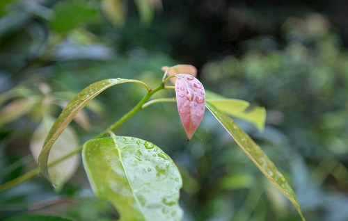 如何利用土壤墑情測(cè)量?jī)x指導(dǎo)香樟樹(shù)培育？