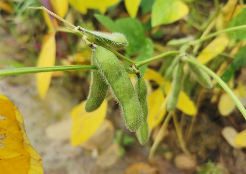 大豆種植不景氣？土壤養(yǎng)分測試儀找到了新出路