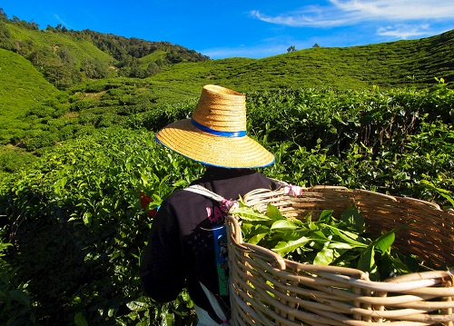 茶園里面的土壤應(yīng)該如何檢測？利用土壤儀器對茶園土壤的有效管理